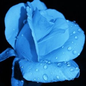 Meet your Posher, Hailey